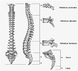 osteologia: Columna Vertebral